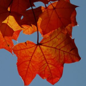 NOUVELLES SAISON, NOUVELLES INITIATIVES